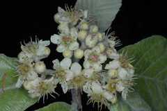 Sorbus cuspidata